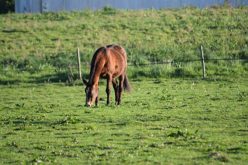 Haras Du Casse - photo 1