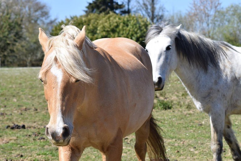 Haras Du Casse - photo 2
