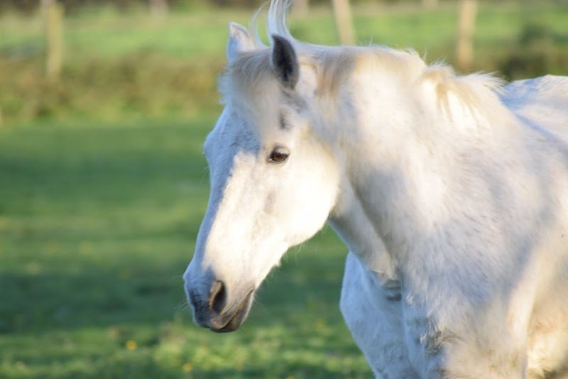 Haras Du Casse - photo 3