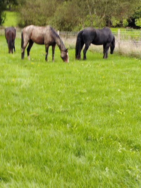 Les écuries du fremur - photo 2