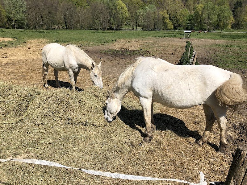 Club Hippique du Haut Buc
