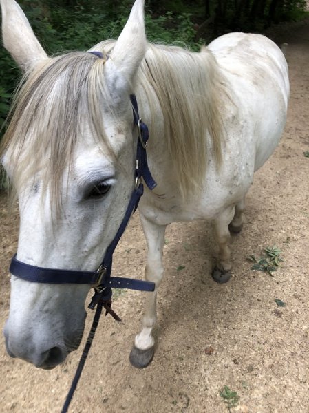 Club Hippique du Haut Buc - photo 2