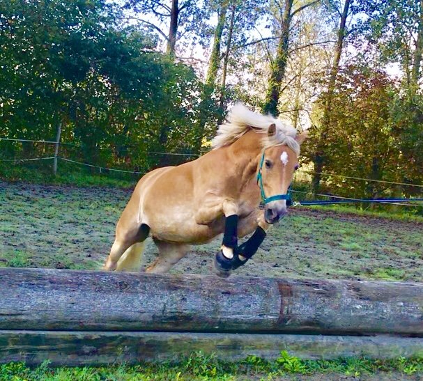 Écurie de la Ville Glé - photo 3