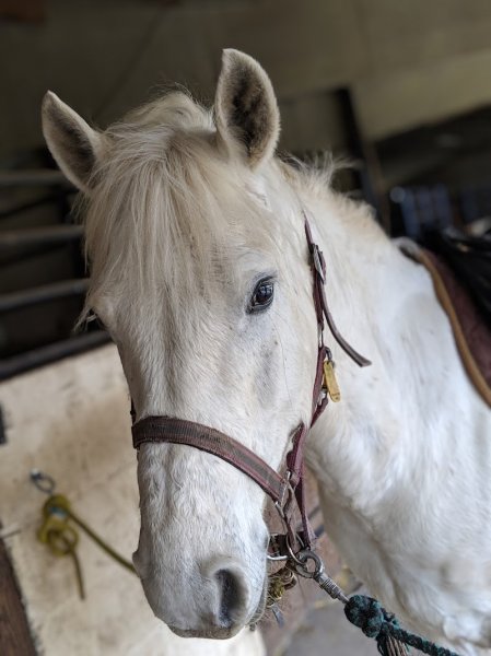 Les Écuries du Petit Bois - photo 2