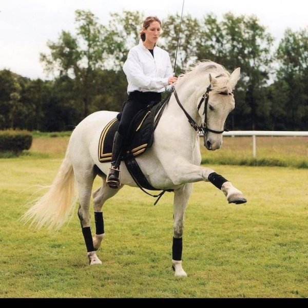 LES ECURIES DE KEREGAL