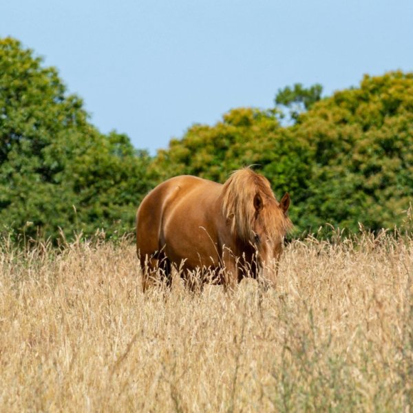 LES ECURIES DE KEREGAL - photo 2