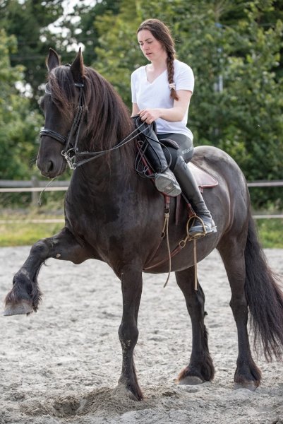 Pauline Le Verger - Travail du cheval