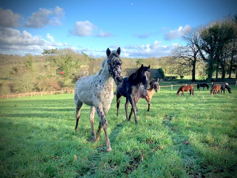 Écuries du Petit Peuple de la Forêt - photo 2