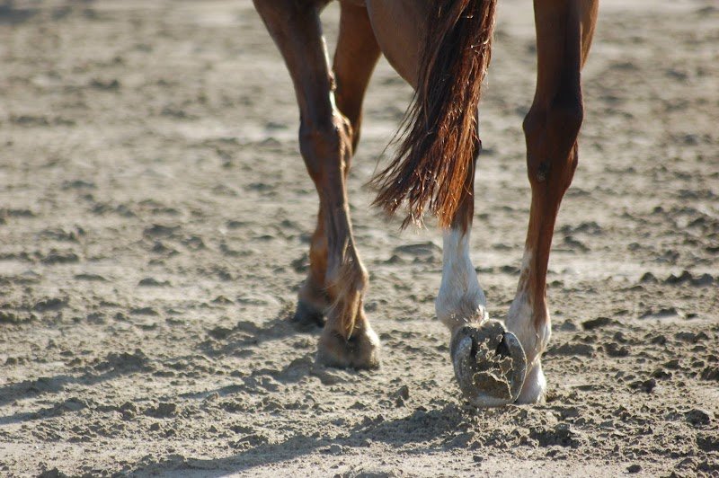 Équi 22- Centre Equestre Saint Brieuc- Yffiniac - photo 1
