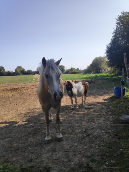 Équi 22- Centre Equestre Saint Brieuc- Yffiniac - photo 2