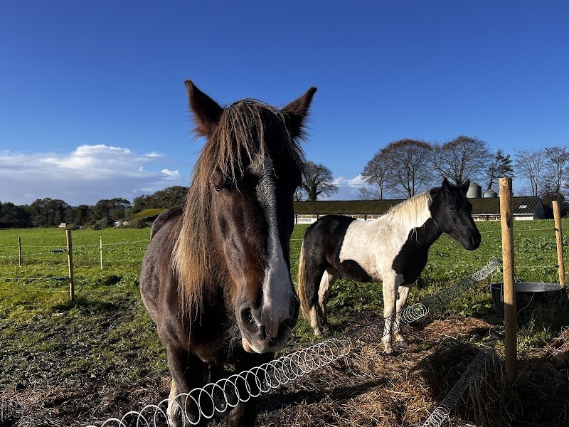 Équi 22- Centre Equestre Saint Brieuc- Yffiniac - photo 3