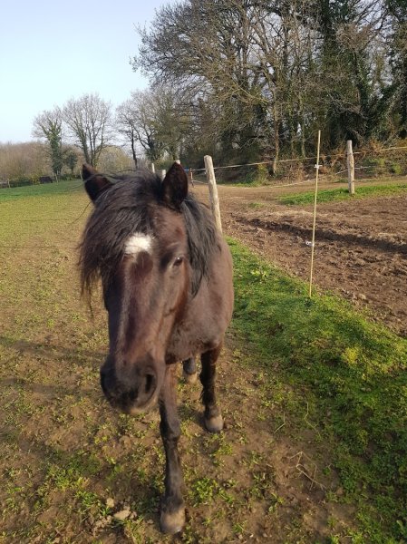 Ecuries d'Orzel (EARL) - photo 2