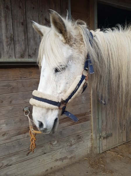 Ecuries d'Orzel (EARL) - photo 3