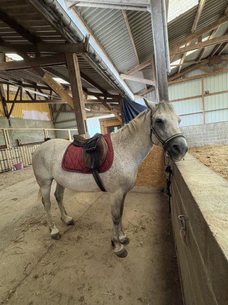 Centre équestre de Ploufragan - photo 2