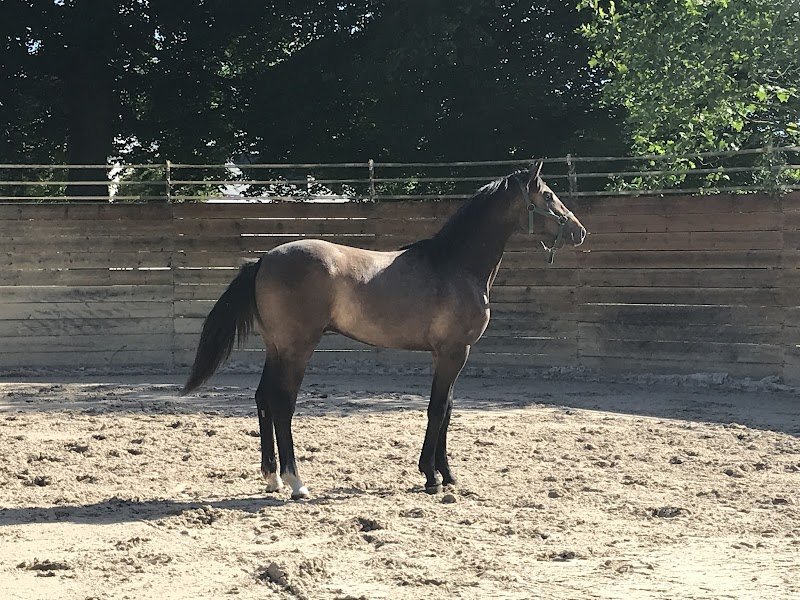 Ecurie d'armor - photo 3