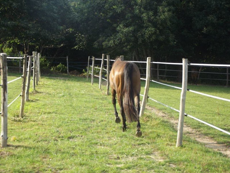 Ecurie Premier Pas d'Longe - photo 2