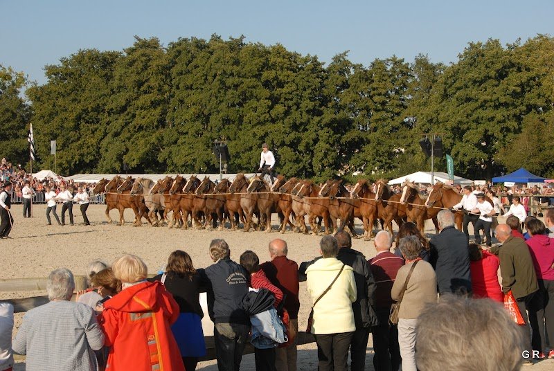 Ferme équestre de chevaux de trait breton "Le haras du bohu" Quessoy