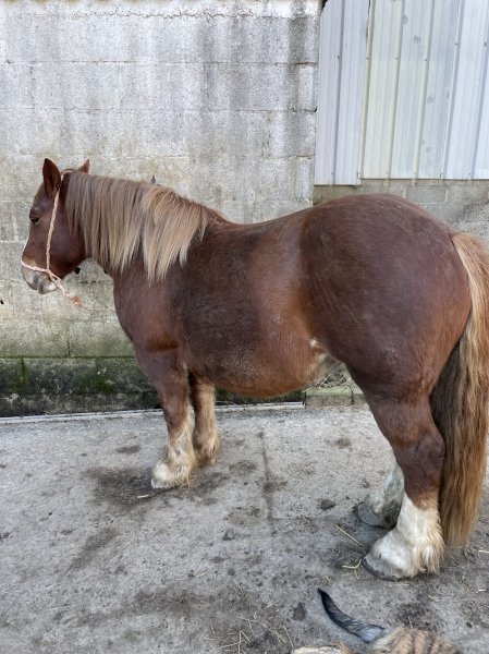 Ferme équestre de chevaux de trait breton "Le haras du bohu" Quessoy - photo 3