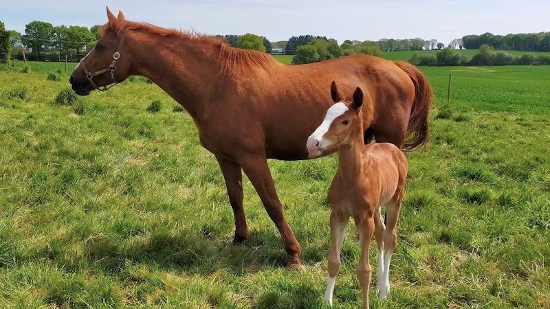 Haras des Roches-Fossés