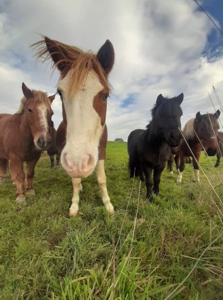 Écurie du Pont Guern - photo 3