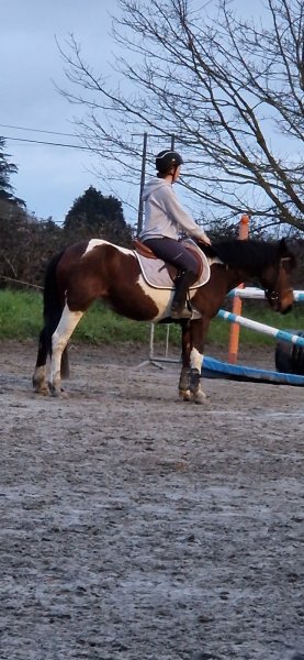 Poney-Club du Goëlo - photo 3