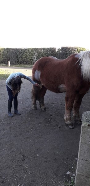 Chevaux du Coat - photo 2