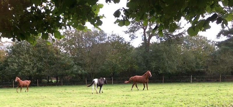 Ecurie du Coat Kermoal