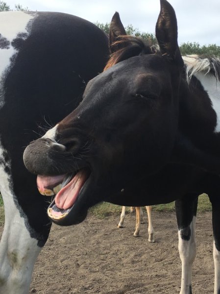 Ecurie du Coat Kermoal - photo 3