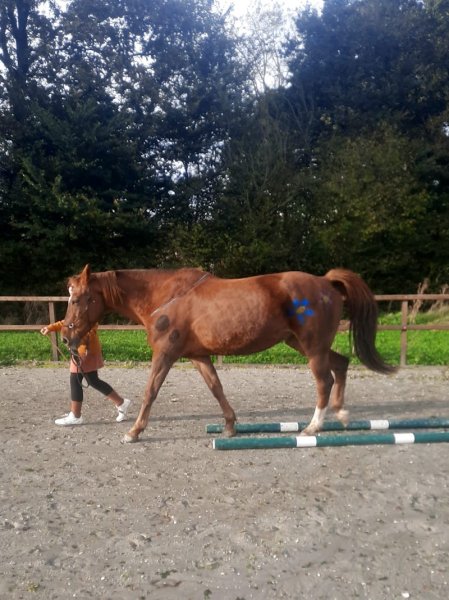 Ecurie d'elpis - photo 3