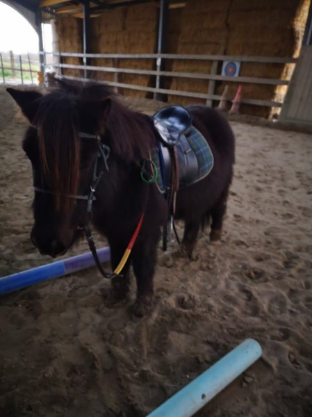 Écurie des Lacs - photo 3