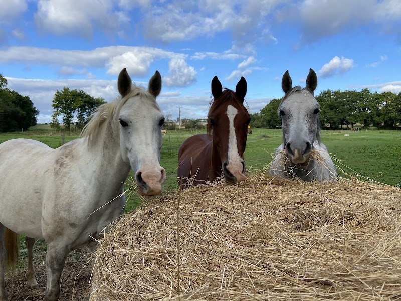Les chevaux d’Achille - photo 3