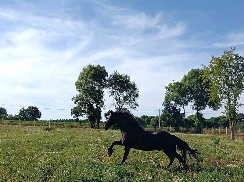 Les Écuries de Plancoët - photo 3