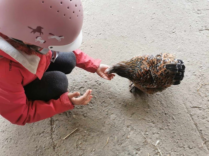 Poney-club et écurie des Rouves - photo 3