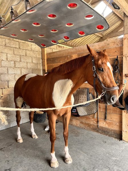 Écurie de Fréhel - photo 3