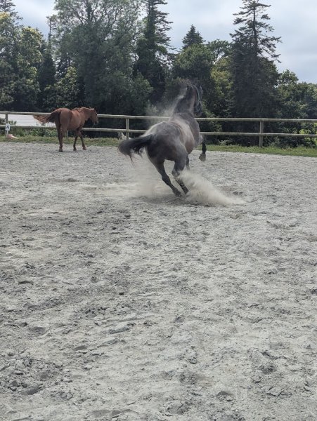 Ferme equestre de Kerbiriou - photo 2