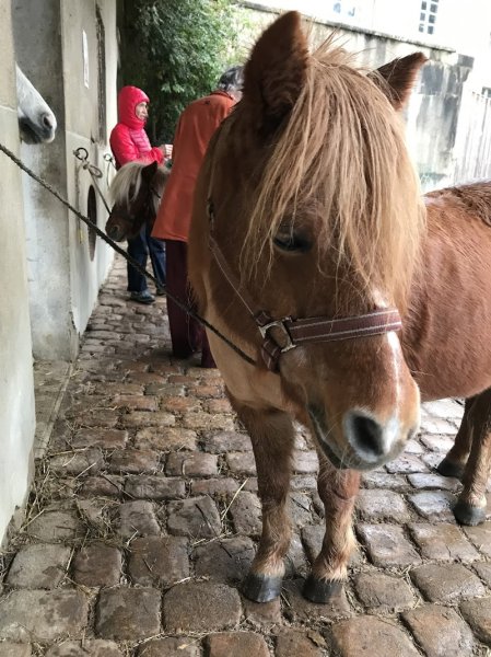 Poney Club du Moulin - photo 2