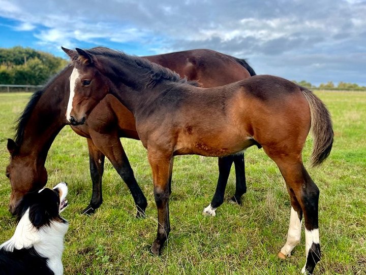 écurie an diw rosa - photo 1