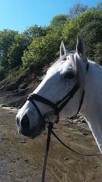 Centre Équestre de Saint Cast - photo 2