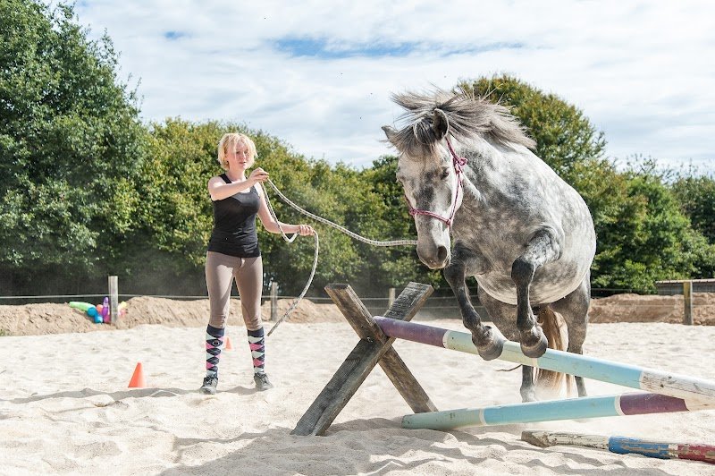 Edacurly - Chevaux hypoallergéniques & Ecole des Sens - Equitation Comportementale - photo 2