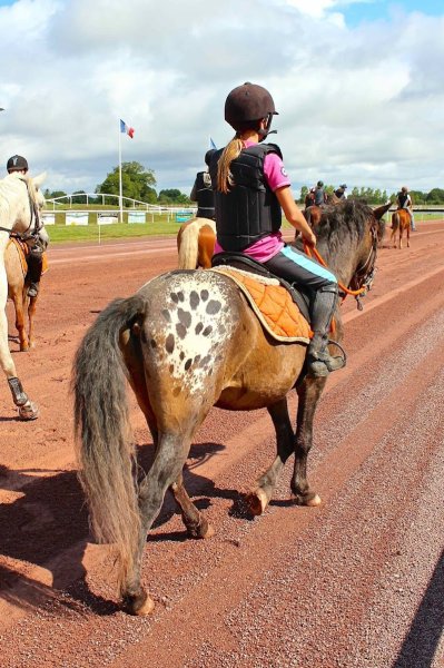 Edacurly - Chevaux hypoallergéniques & Ecole des Sens - Equitation Comportementale - photo 3