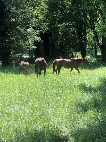 Les écuries du Mas Rouge - photo 3