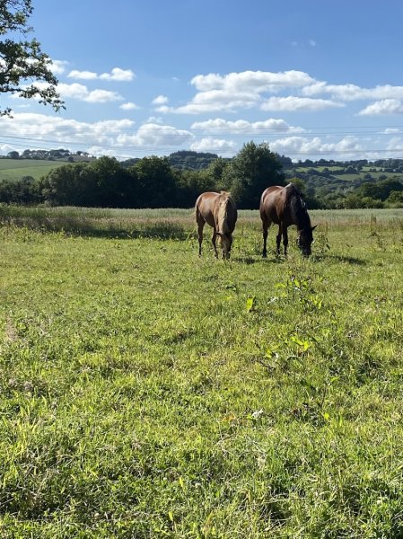 Écurie de Plourac'h