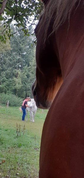 Al'o cheval - Médiation Equine - photo 1