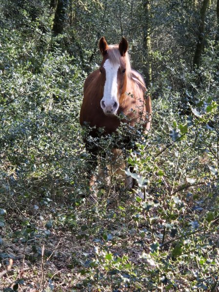 Al'o cheval - Médiation Equine - photo 2