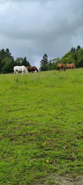 Al'o cheval - Médiation Equine - photo 3