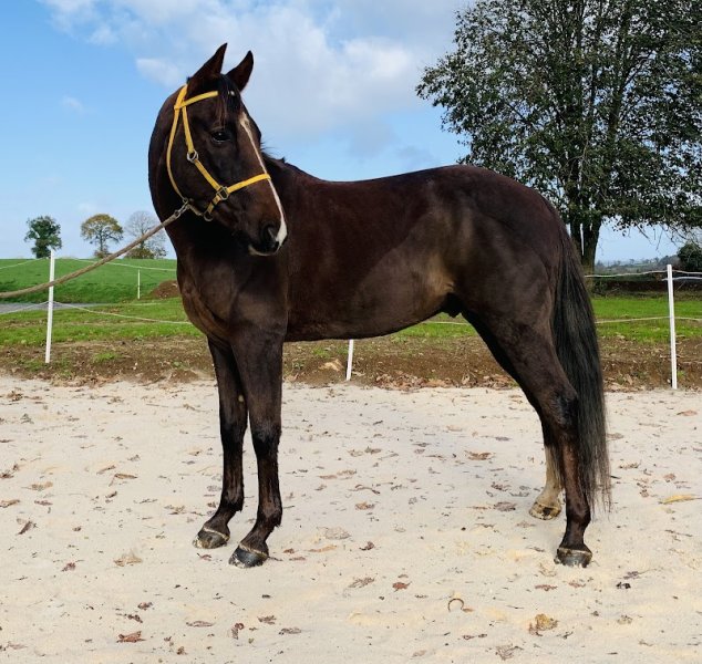 Écurie d'Avel Vor - photo 1