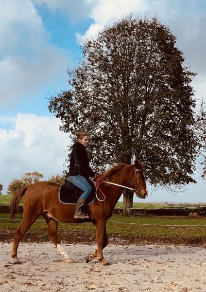 Écurie d'Avel Vor - photo 2