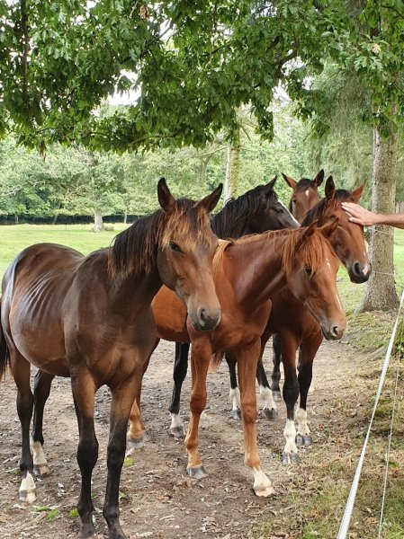 Les Ecuries Souloumiac - photo 2