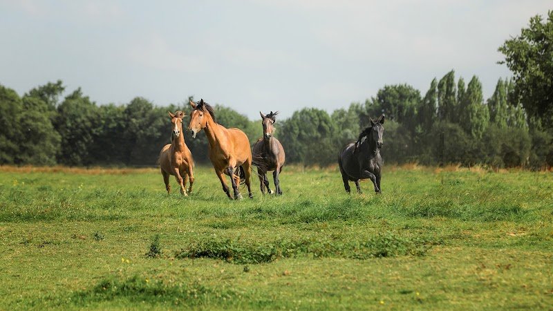 Haras De La Gerillais - photo 2