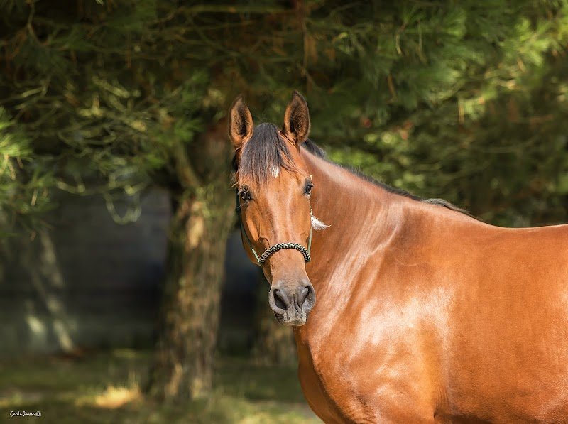 Haras De La Gerillais - photo 3